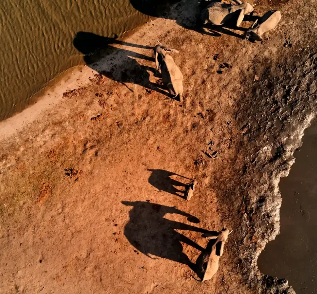 Exceptional Connectivity Aerial photograph of a desert schene with elephants